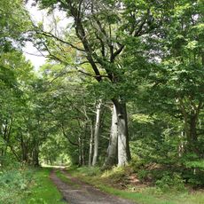 Wald südöstlich Nentershausen
