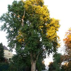 Naturdenkmal Platane-Ahornblättrige Platane (''Platanus x hybrida (acerifolia)'') Lieberoser Straße, Eingangsbereich Brunschwiegpark in Ströbitz