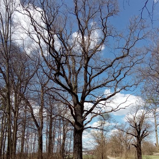 Dub letní na Hluboké VII