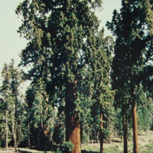 Black Mountain Grove