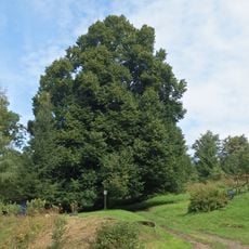 Lípa v Předním Alojsově