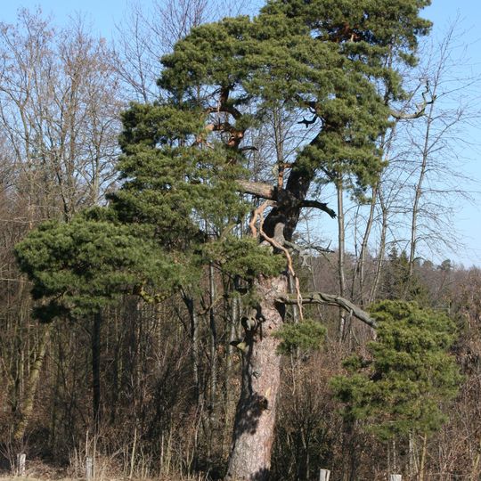 Waldkiefer, sog. "Zigeunerforle"