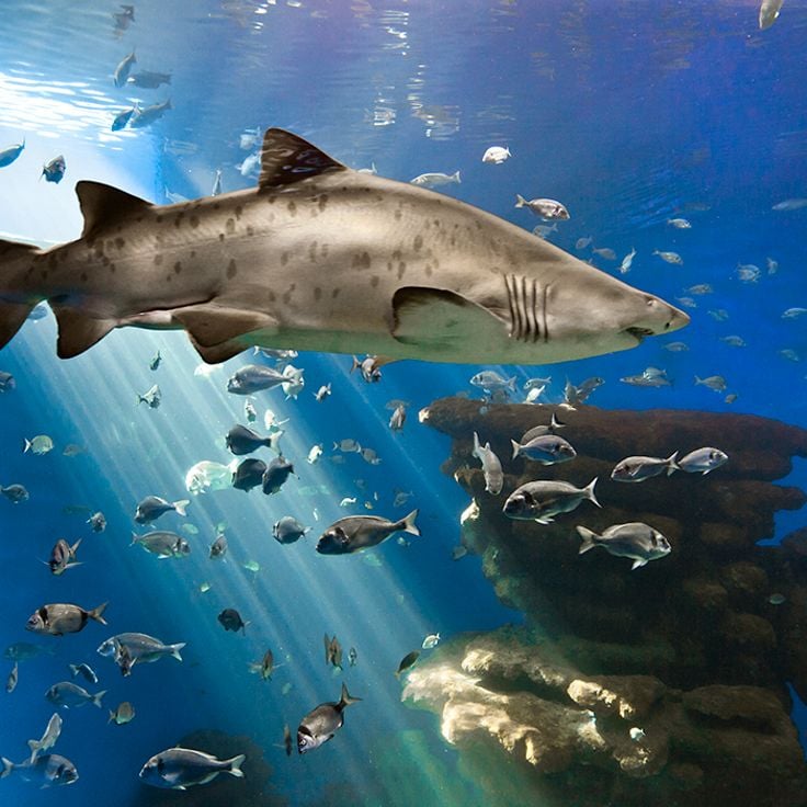 Palma Aquarium