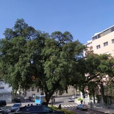 Quercus suber, (cork oak) in Braga