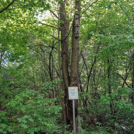 Dendrolohitschna Diljanka