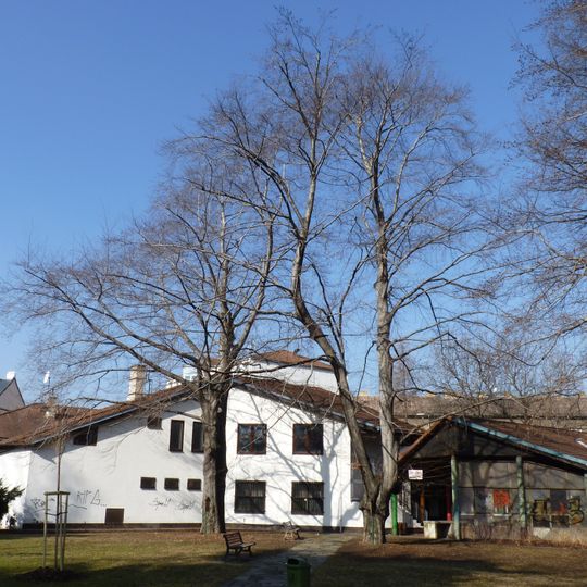 Červené buky v Českém Těšíně