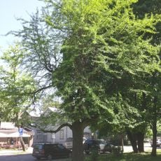 Gingko tree at Süda street