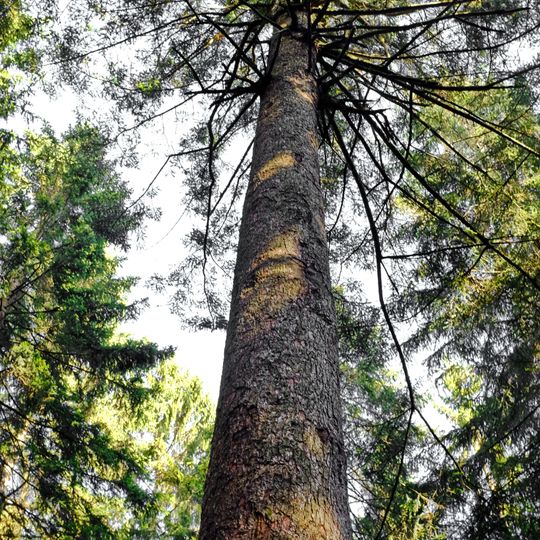 Jedle pod Špičákem