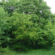 Jeřáb břek u staré vápenky