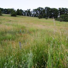 Naturschutzgebiet Weinberg bei Stockhausen