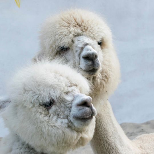 AlpakaTeam - Przygoda z Alpaką