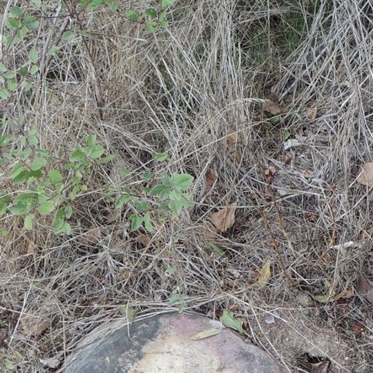 Polissoirs du Cassis