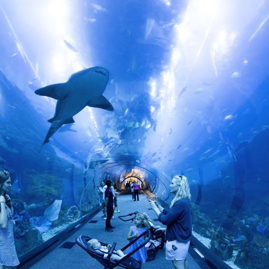 Dubai Aquarium & Underwater Zoo