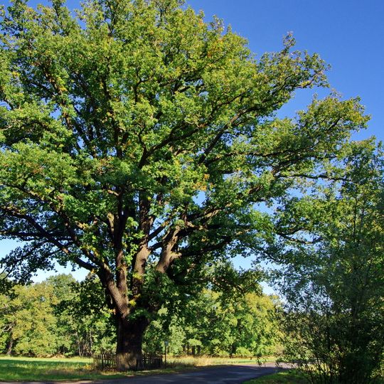 Dub letní ve Dvorečku