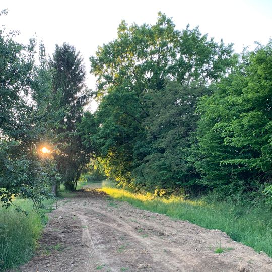 Feldhecke im Gewann Rain