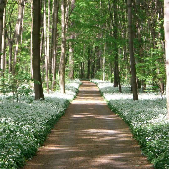 Leipzig Riverside Forest