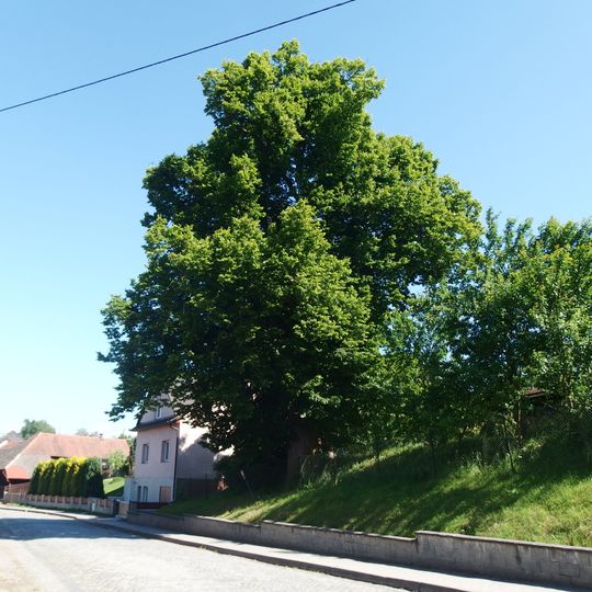 Lípa u Sokolovny