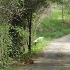 Parque nacional de Bannerghatta