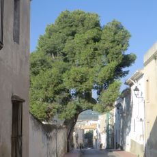 Pi del Carrer del Pi