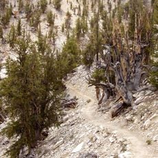 Ancient Bristlecone Pine Forest