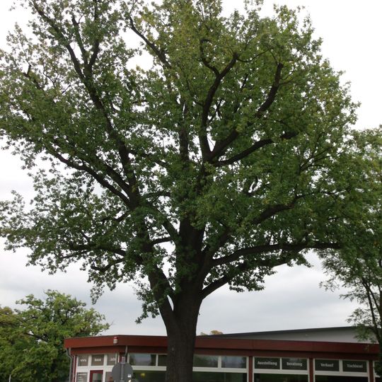 Stieleichen in der Parzellenstraße