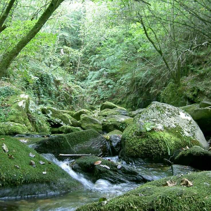 Parc naturel de las Fragas do Eume
