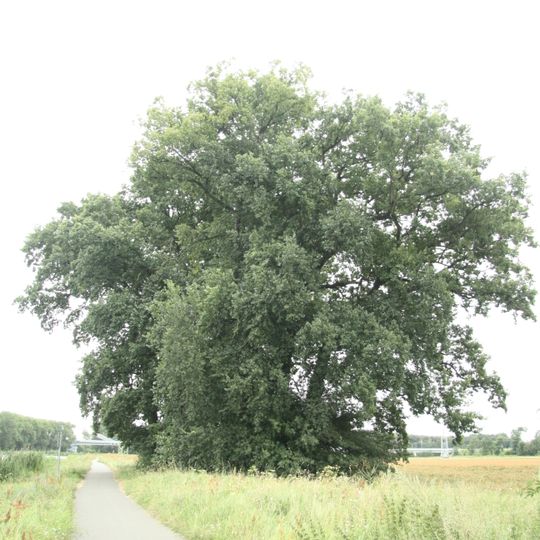 Skupina 13 dubů letních a 5 jilmů drsných