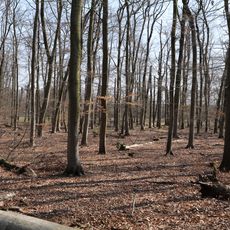 Kelsterbacher Wald