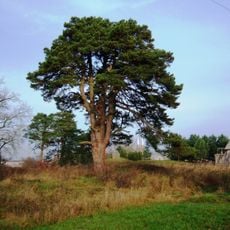 Švenčiuliškių pušis