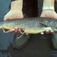 Lobstick Lake