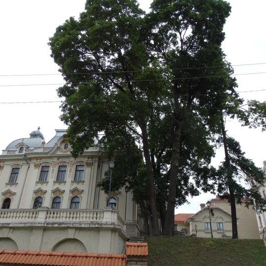 Aštuonių klevų ratas Vileišių sodyboje