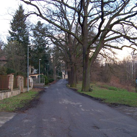 Memorable avenue of oaks in Hodkovičky
