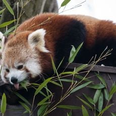Hertfordshire Zoo