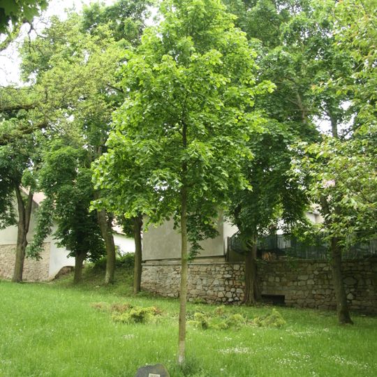 Lípa milénia v Moravských Budějovicích