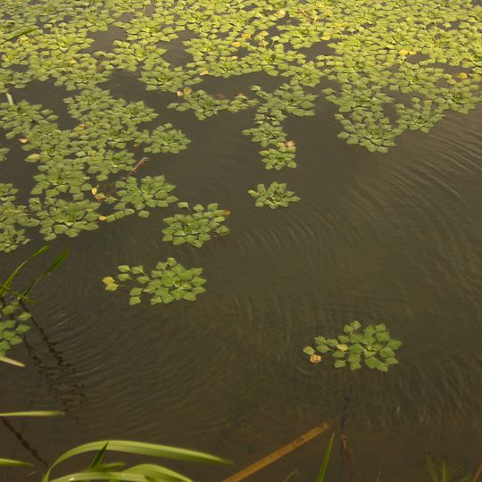 Nature reserve Łężczok