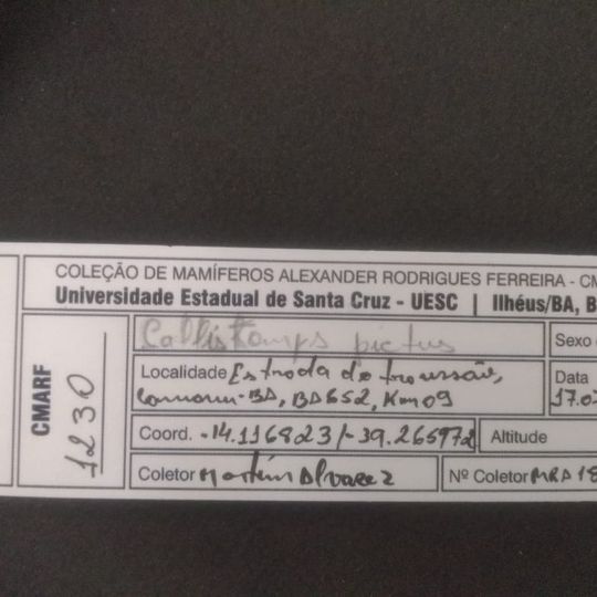 Alexandre Rodrigues Ferreira Mammal Collection