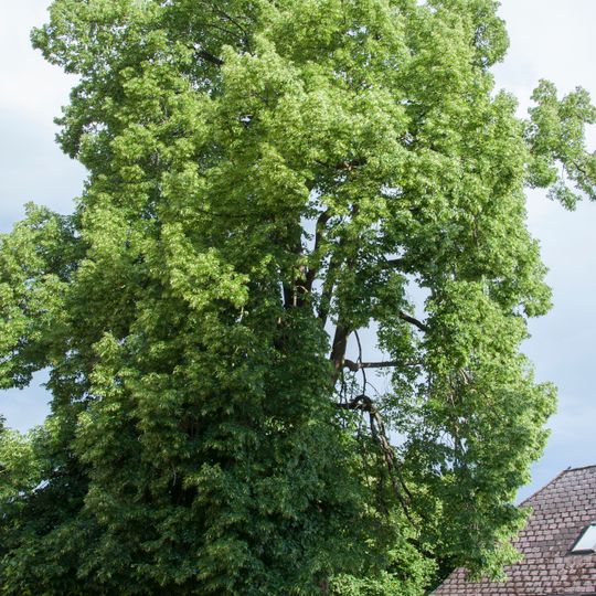 Kaiserlinde in Leonding