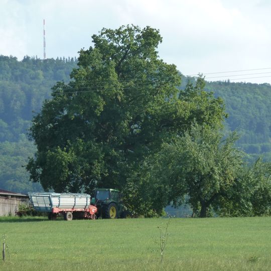 1 Eiche westl. Goldshöfe