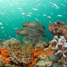 Gray's Reef National Marine Sanctuary