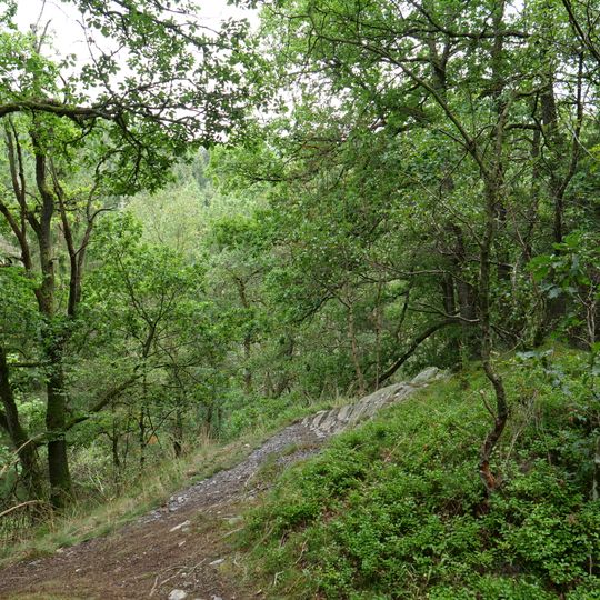 Buchenwald Dedenborn
