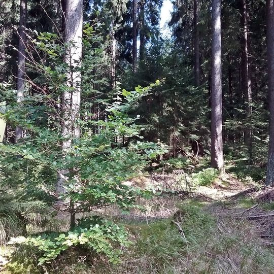 Friedrichsheider Hochmoor