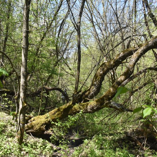 Tschereschnewyj dswin