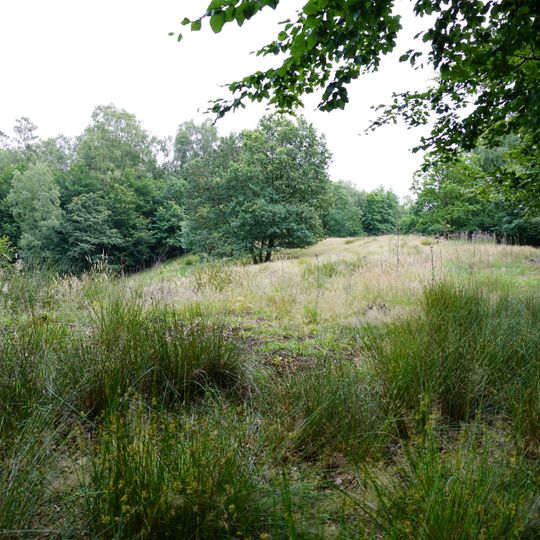Borstgrasrasen bei Alt-Mölln