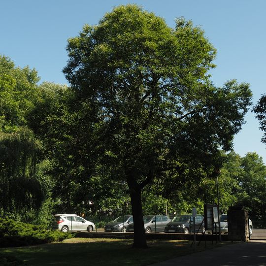 Sommer-Linde Friedhof Marzahn