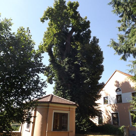 Lípy u ohradní zdi lesoparku u lesní správy