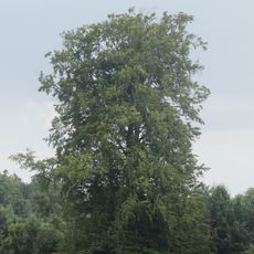 Buk pod Stříbrným vrchem