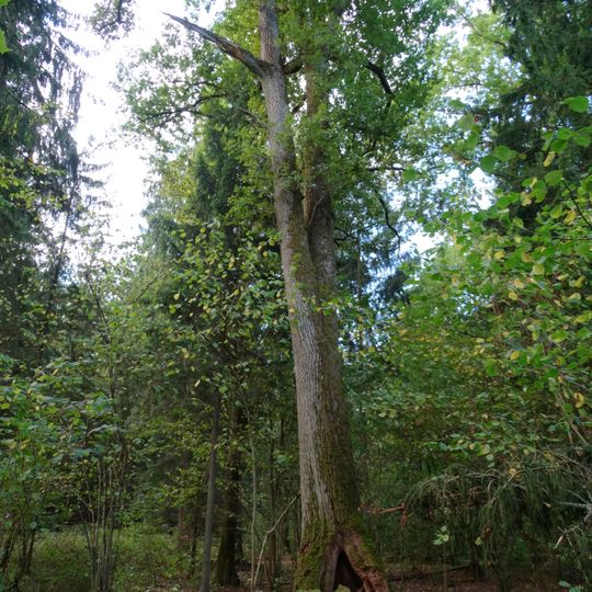 Rumšiškių miško ąžuolas