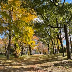 Miyori Park