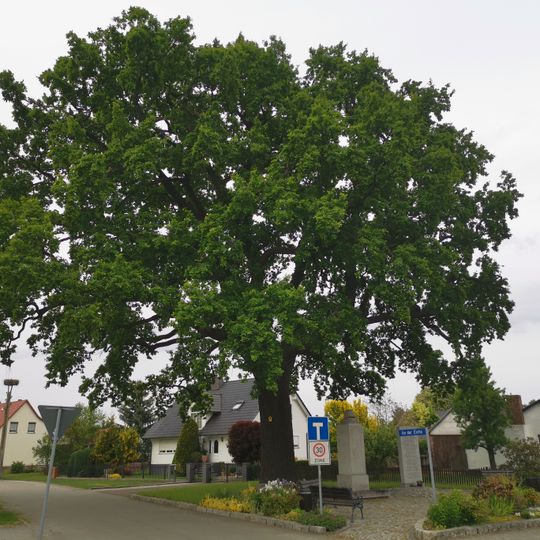 Naturdenkmal Stieleiche auf dem Dorfplatz in Byhleguhre