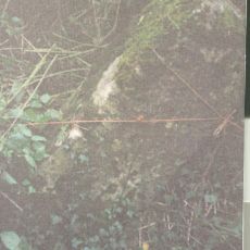 Milestone, old disused coach road N of Batcombe
